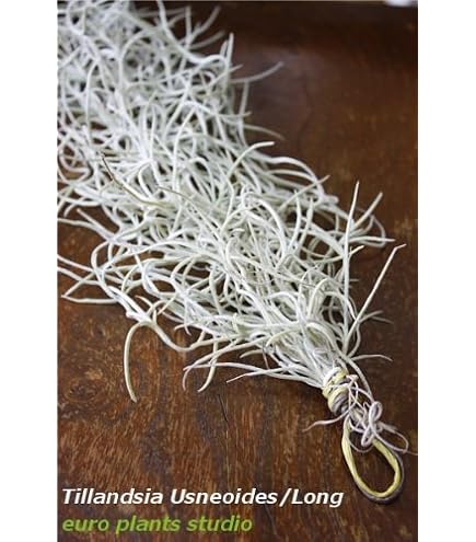 Amazon｜Tillandsia sprengeliana 'Coastal form' エアー